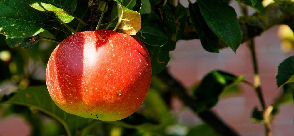 Hur Många Kalorier är Det I Ett äpple